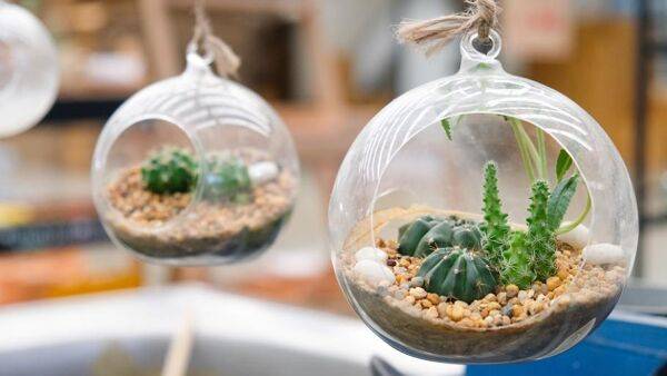 Comment faire un terrarium pour plantes grasses ?
