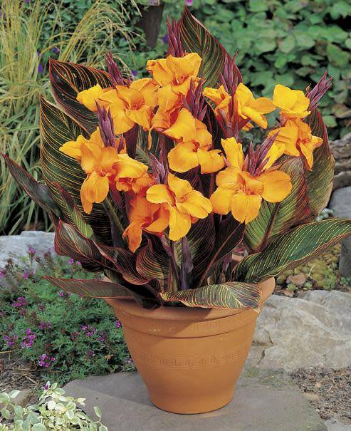 Planter des cannas en pot