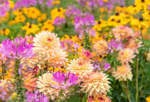 Prolonger la floraison de vos dahlias
