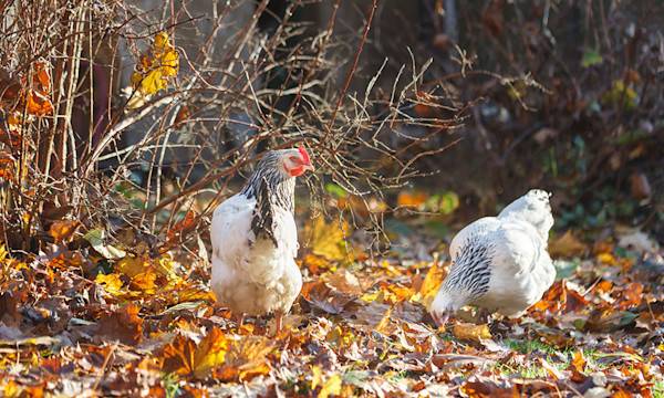Comment prendre soin des poules en automne ?