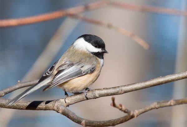 Pensez aux oiseaux du jardin