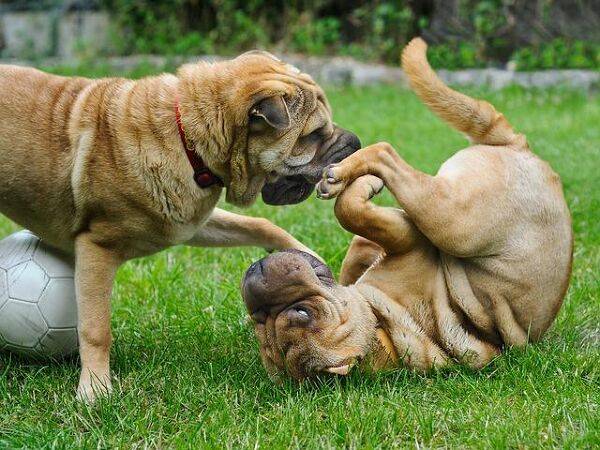 11 conseils pour garder son chien en bonne santé