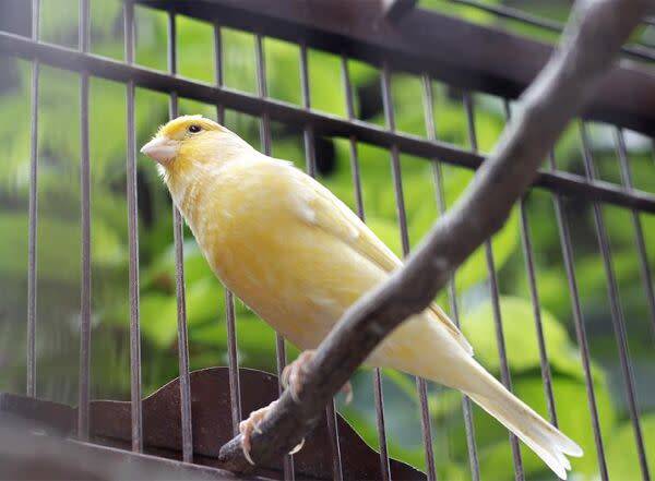 Prendre soin des oiseaux de compagnie : perruche, canari...