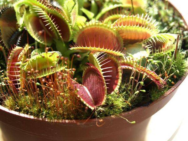Plantes carnivores (Drosera, Dionae, Nepenthes...)