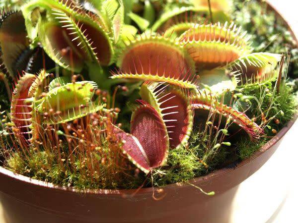 Plantes carnivores (Drosera, Dionae, Nepenthes...)