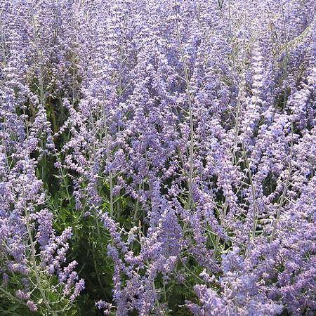 Perovskia atriplicifolia 'Blue Spire'