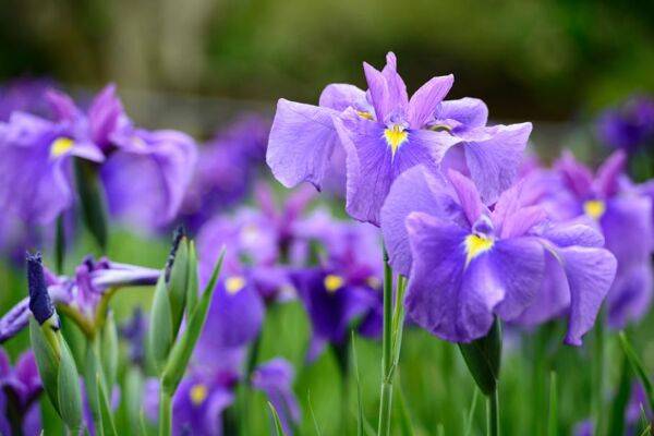 Les iris sauvages