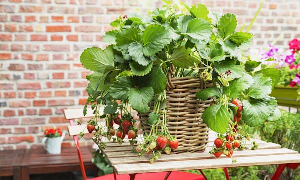 Des fruits à faire pousser chez soi - © Westend61- gettyimages.fr