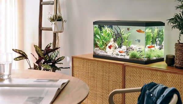 # Quand et comment faire le nettoyage de son aquarium ? © STUDIO EVO