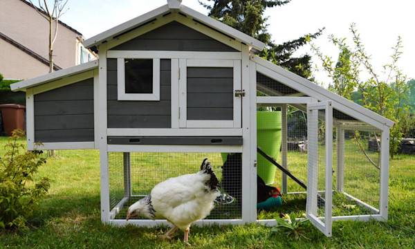 Quel matériel pour un élevage de poules ? - © jpr03- stock.adobe.com
