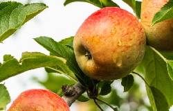 Pomme rouge et jaune sur son arbre