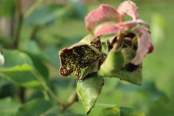 #Comment se débarrasser naturellement des pucerons noirs ? - © saratm - stock.adobe.com
