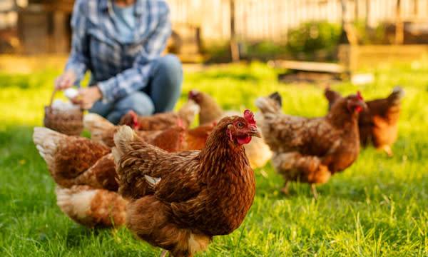 Poule qui perd ses plumes - © Home-stock - stock.adobe.com