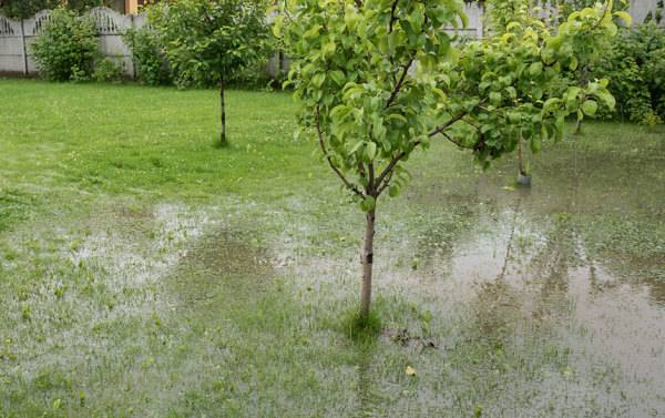 # Un jardin inondé après la pluie - © Kokhan O - stock.adobe.com
