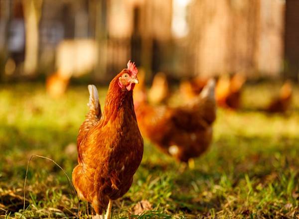 # Les poules, pourvoyeuses d’œufs et d’engrais ! © Martin - stock.adobe.com