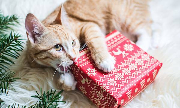 7 idées cadeaux de Noël pour gâter son chat