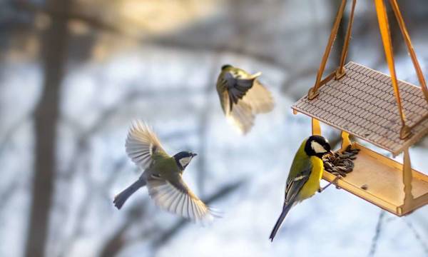Comment choisir une mangeoire pour les oiseaux du jardin ? - © Алла Чеснокова - stock.adobe.com