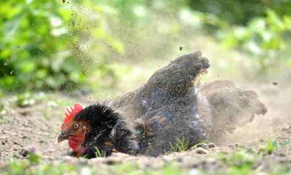 Un bac à sable pour les poules - © Peter Cripps - stock.adobe.com