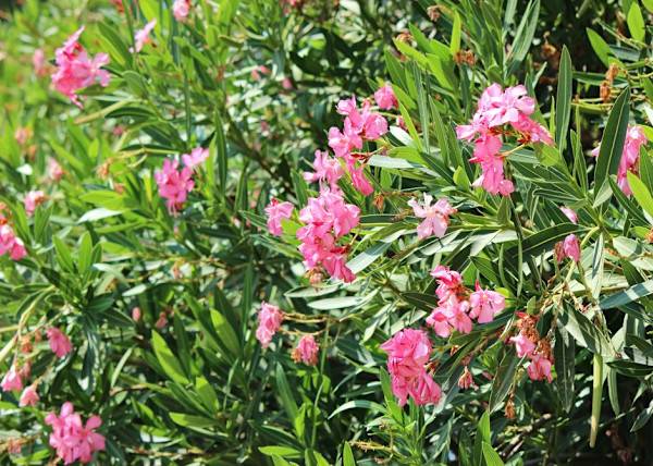 # Le laurier-rose, l'incontournable des paysages méditerranéens - © KSCHiLI - stock.adobe.com
