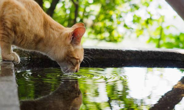 Quelle eau pour le chat ?  - ©  り しおざわ - stock.adobe.com