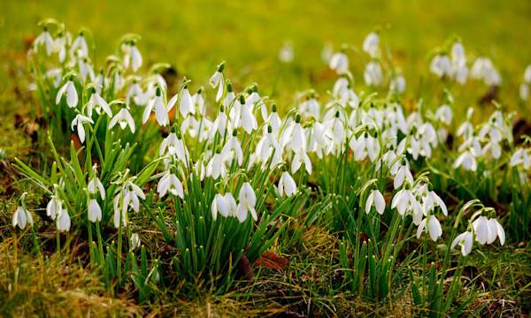 L’entretien des perce-neige - © david hughes - stock.adobe.com