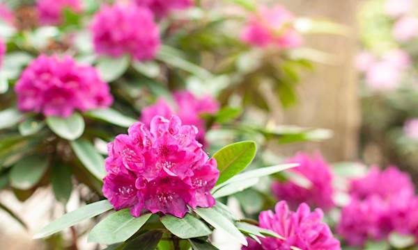 L'entretien des azalées et rhododendrons - © mariarom - stock.adobe.com