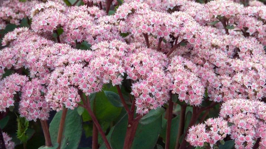 Sedum Joyce Henderson