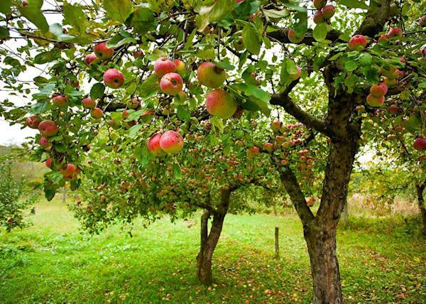 # Le pommier, l'arbre fruitier indispensable dans un jardin ! - © Xalanx - stock.adobe.com