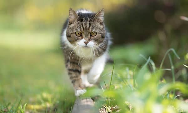 Le poids idéal du chat stérilisé - © furryfritz -stock.adobe.com