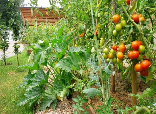 #On peut obtenir un potager productif dans une terre argileuse, il suffit de bien la préparer ! © nieriss - stock.adobe.com
