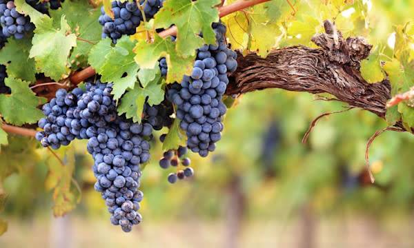 Le ver de la grappe sur la vigne - © andrewhagen - stock.adobe.com