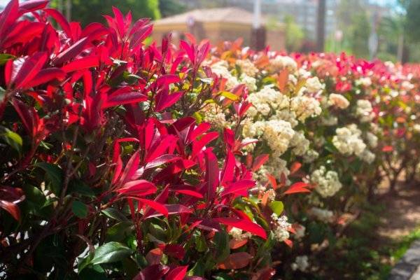 #Comment choisir le photinia idéal pour votre jardin ou votre terrasse ? © Маргарита Вайс - stock.adobe.com
