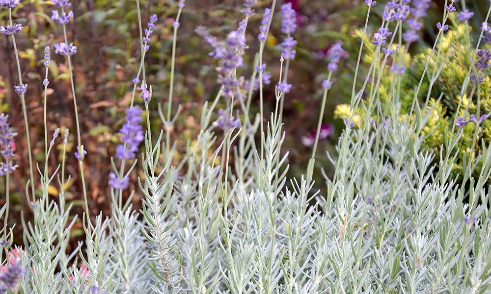 Lavande 'Richard Gray'