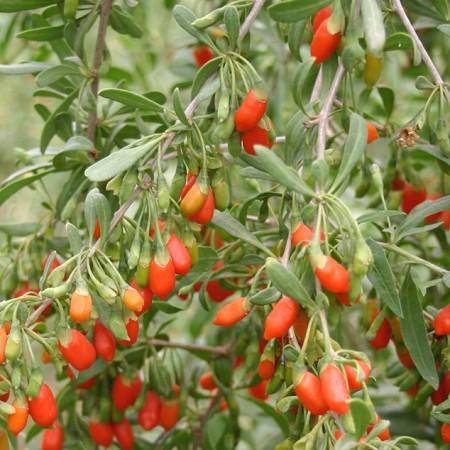 Lycium barbarum
