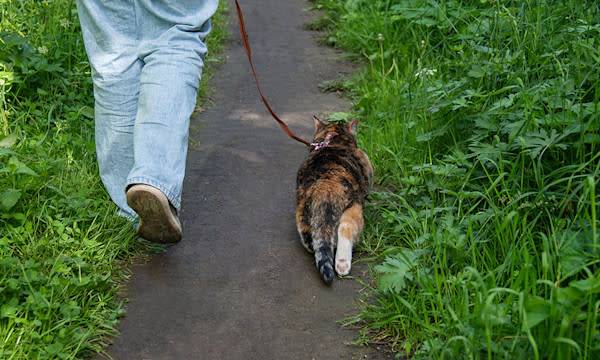 Promener son chat en laisse