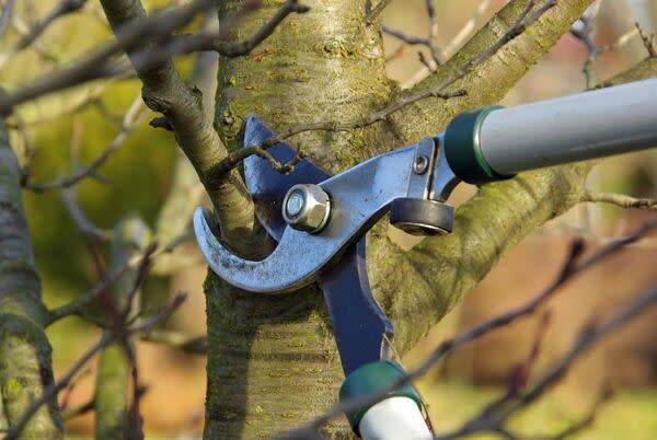 Calendrier des tailles des arbres fruitiers