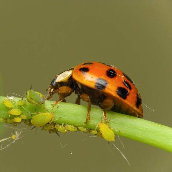 Les coccinelles sont les prédateurs naturels des pucerons