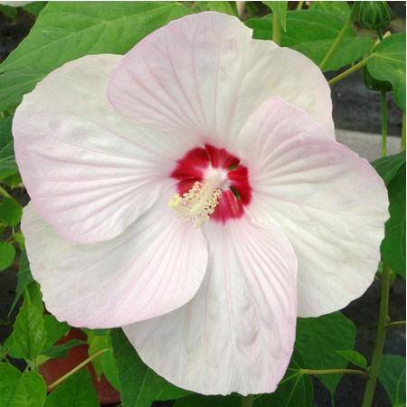 Un hibiscus à fleurs géantes