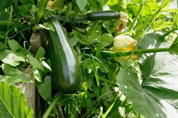 Comment cultiver la courgette en hauteur ?