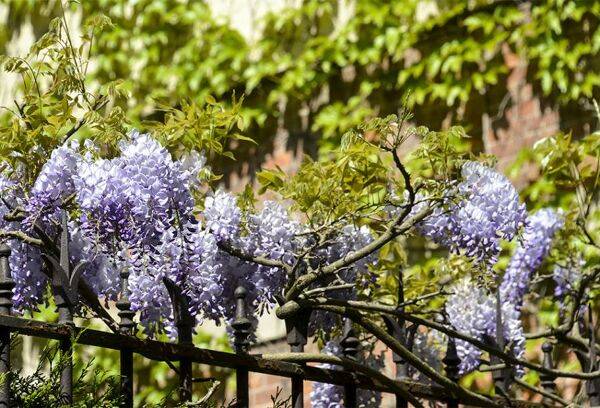 Une glycine hors du commun