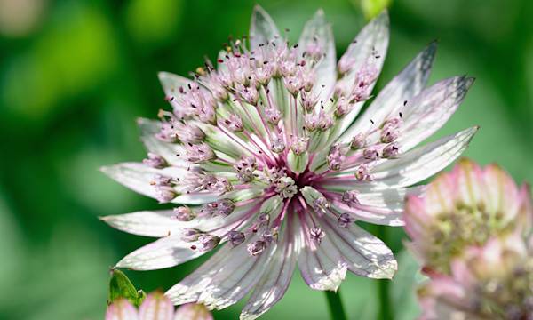 Astrance ou Astrantia : variétés, plantation, entretien