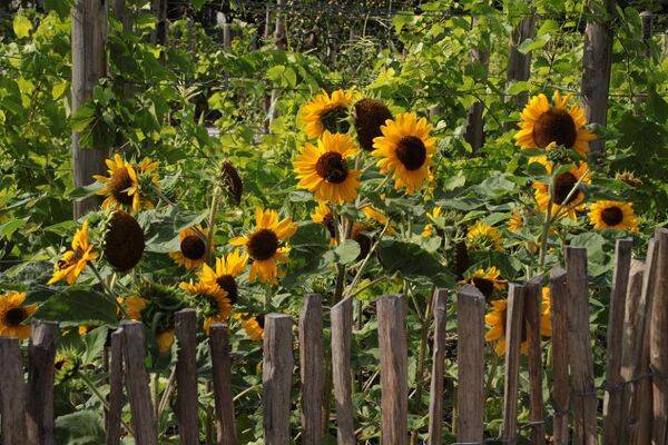 Tournesol