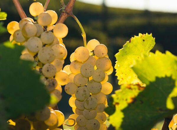 Quel engrais pour une vigne en bac ?