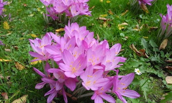 Les bulbes à floraison d'automne- © renagroby94 - stock.adobe.com