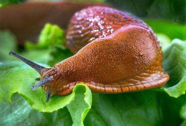 15 astuces contre limaces et escargots