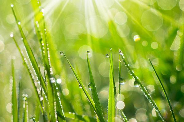 L'herbe est une herbacée