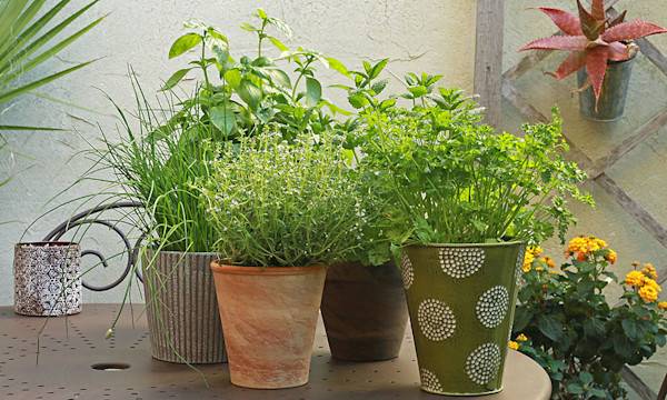 9 plantes aromatiques indispensables au potager