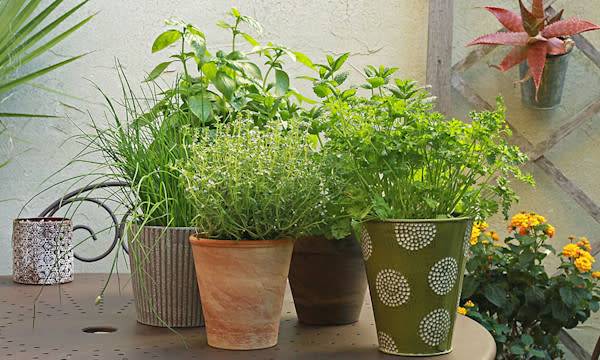 9 plantes aromatiques indispensables au potager