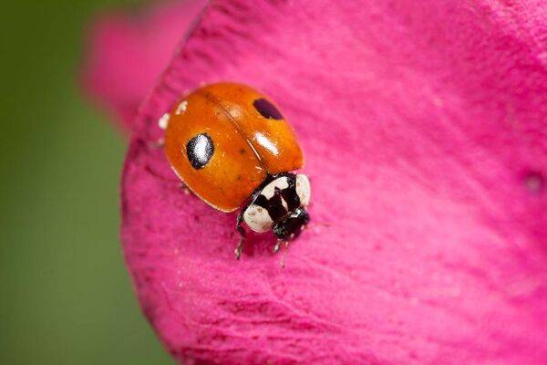 Lutter contre les insectes de façon naturelle : tout simplement !