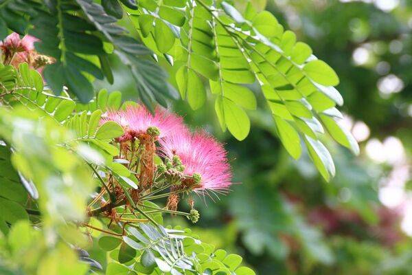 Tailler l'albizia